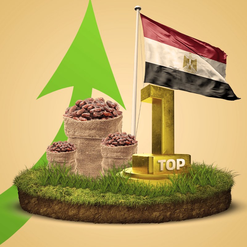 تمر المجدول أفضل انواع التمور وهو استثمار العمر